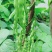 无筋豆大量上市价格便宜，云南蔬菜就是漂亮，欢迎下单。