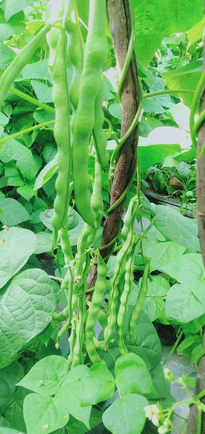 无筋豆大量上市价格便宜，云南蔬菜就是漂亮，欢迎下单。