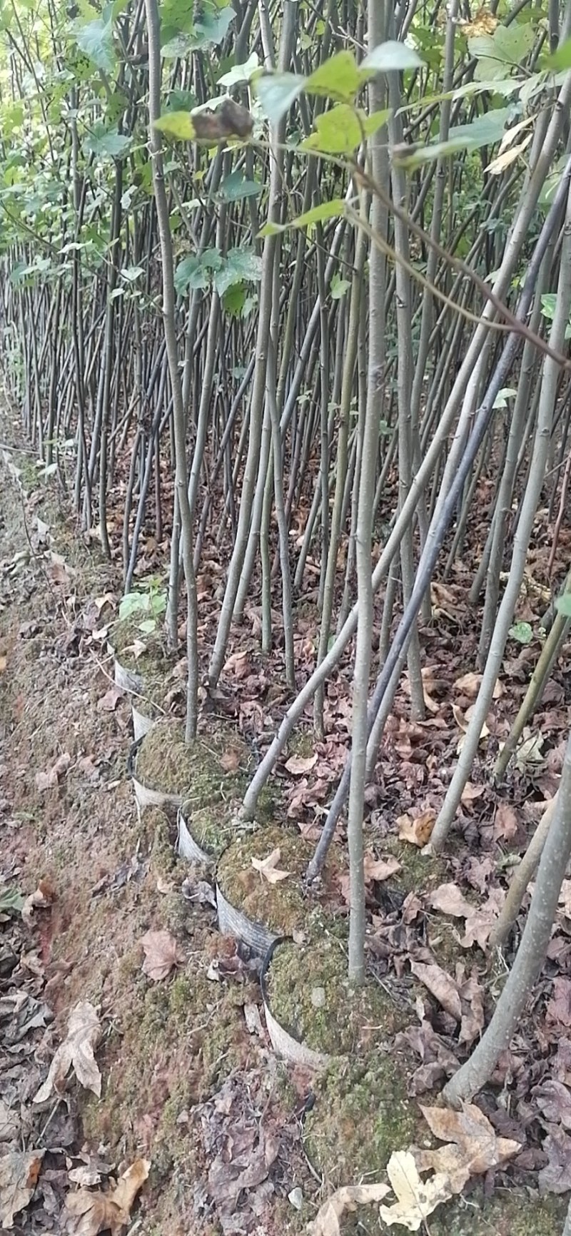 枫香苗，枫香袋苗！枫香小苗！枫香造林苗！