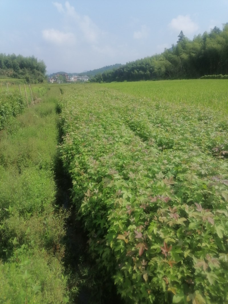 枫香苗，枫香袋苗！枫香小苗！枫香造林苗！