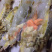 小青龙规格300-400