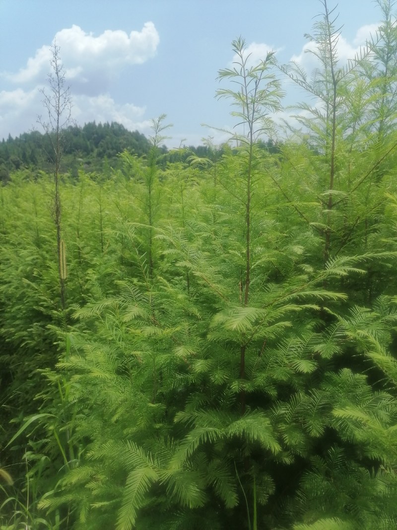 水杉小苗，一至两年生，质优价廉，诚信可靠！基地直供！