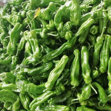 鲜辣椒薄皮椒，芜湖椒，大棚种植、诚信经营、全国走货。