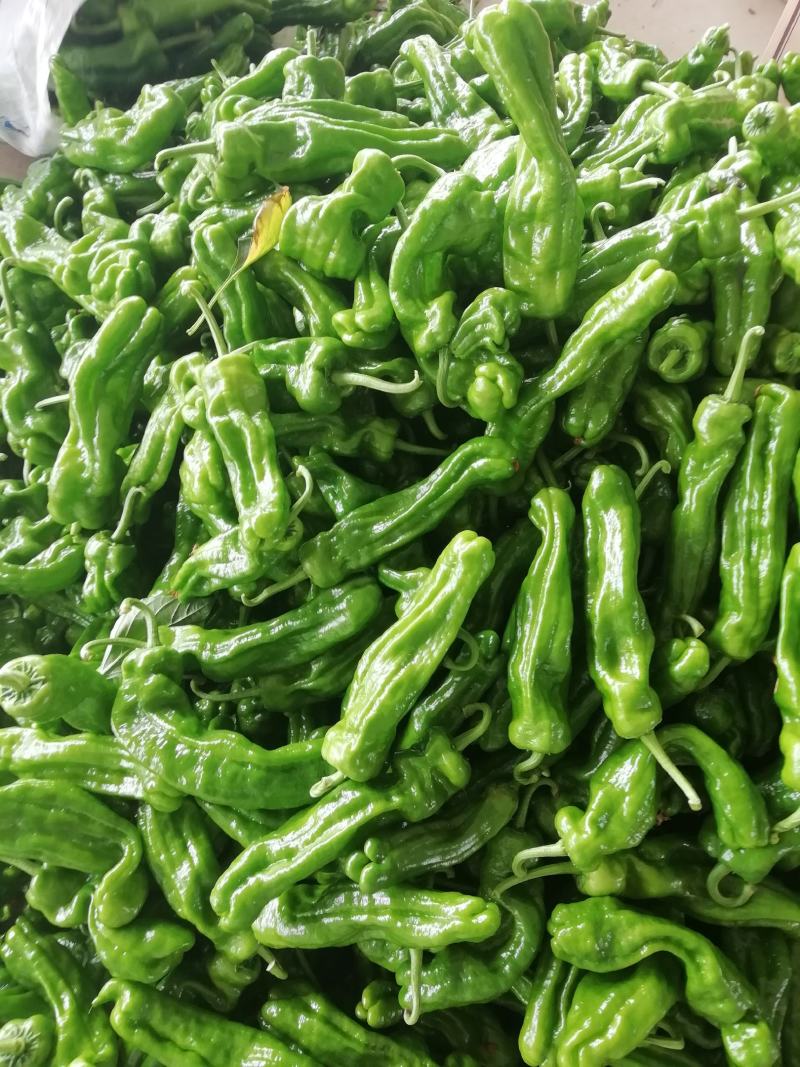鲜辣椒薄皮椒，芜湖椒，大棚种植、诚信经营、全国走货。