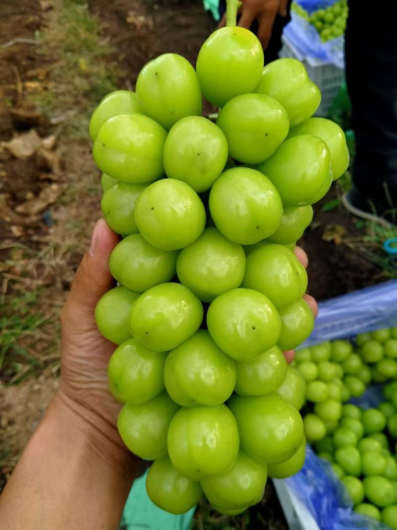 大量阳光玫瑰欢迎致电