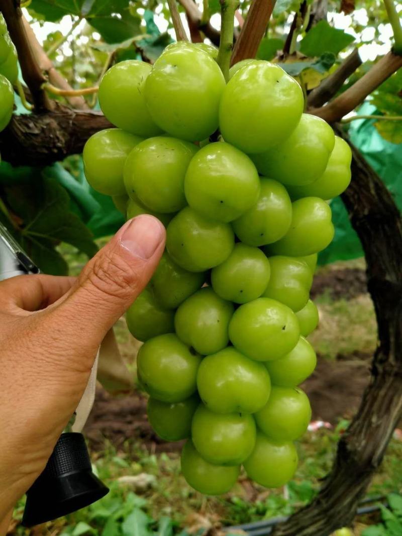 大量阳光玫瑰欢迎致电