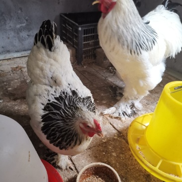 婆罗门种鸡梵天鸡种鸡开产种鸡婆罗门观赏鸡成年鸡