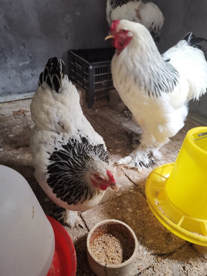 婆罗门种鸡梵天鸡种鸡开产种鸡婆罗门观赏鸡成年鸡