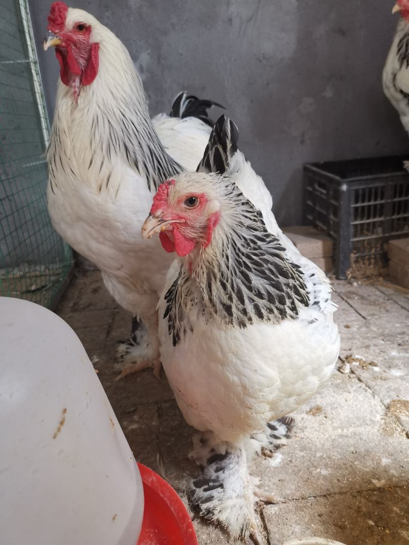 婆罗门种鸡梵天鸡种鸡开产种鸡婆罗门观赏鸡成年鸡