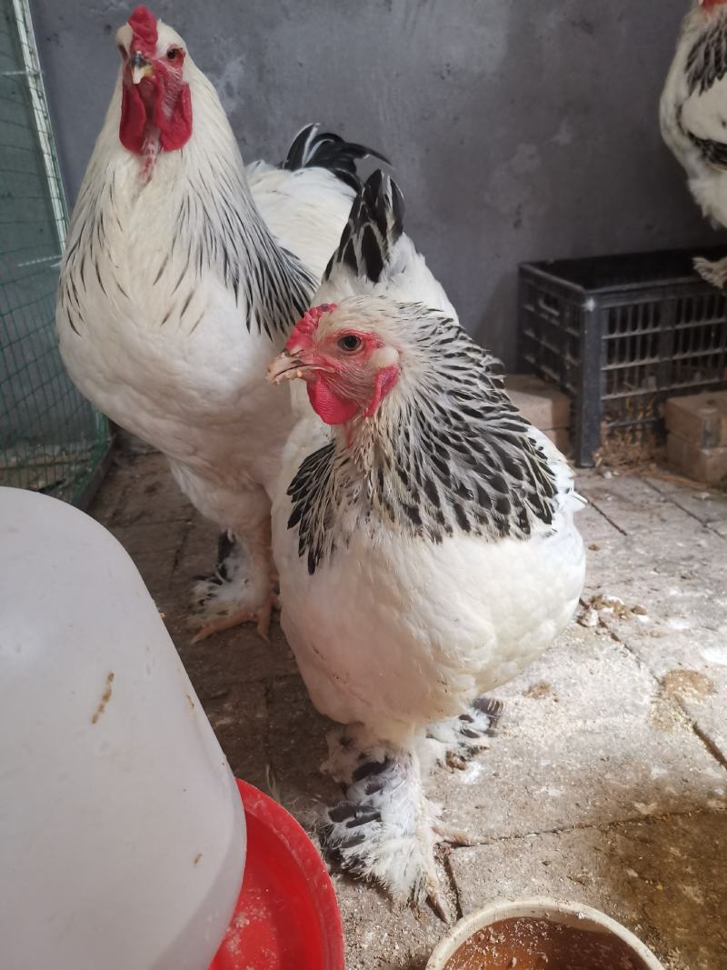 婆罗门种鸡梵天鸡种鸡开产种鸡婆罗门观赏鸡成年鸡