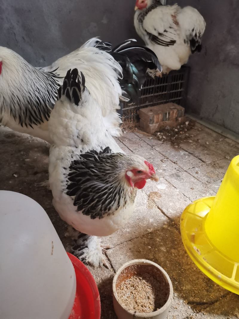 婆罗门种鸡梵天鸡种鸡开产种鸡婆罗门观赏鸡成年鸡