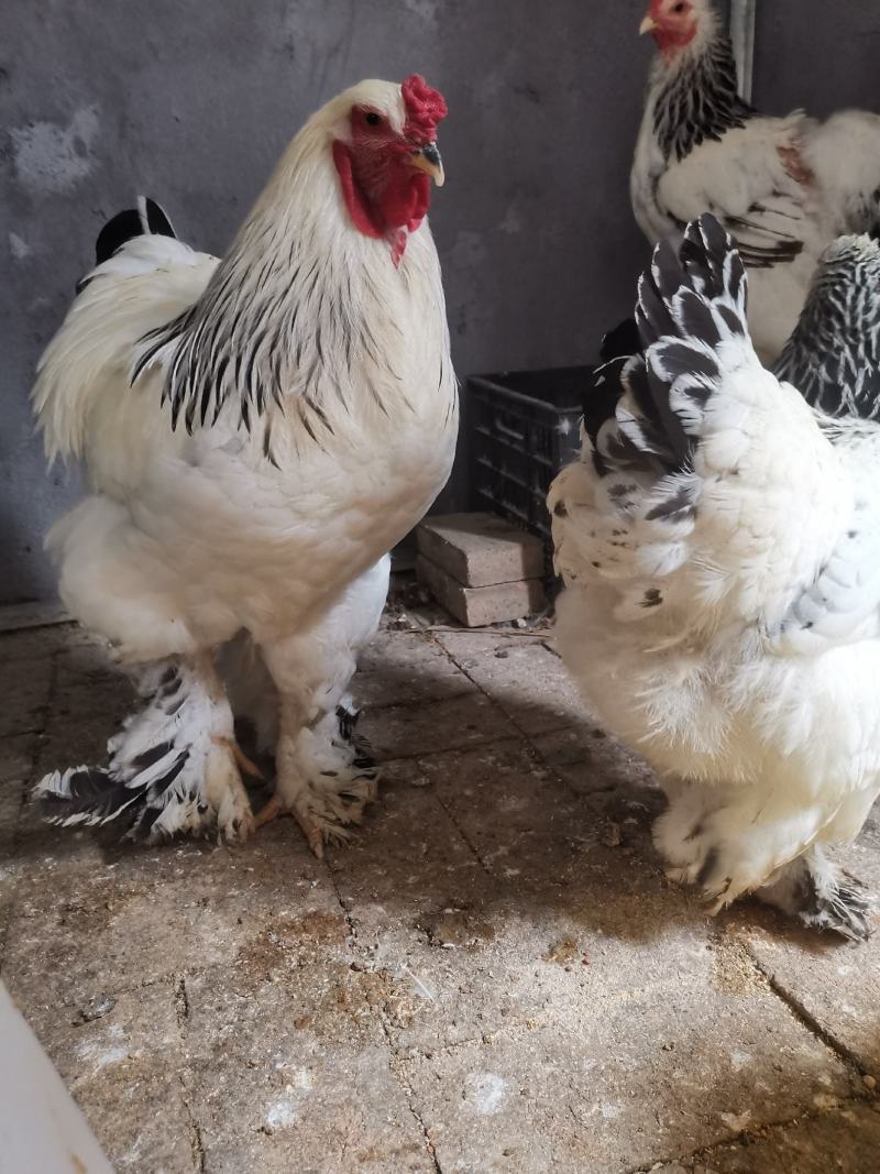 婆罗门种鸡梵天鸡种鸡开产种鸡婆罗门观赏鸡成年鸡