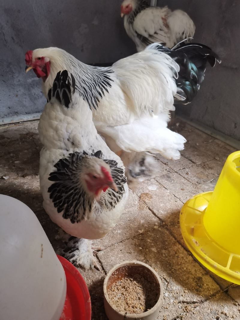 婆罗门种鸡梵天鸡种鸡开产种鸡婆罗门观赏鸡成年鸡