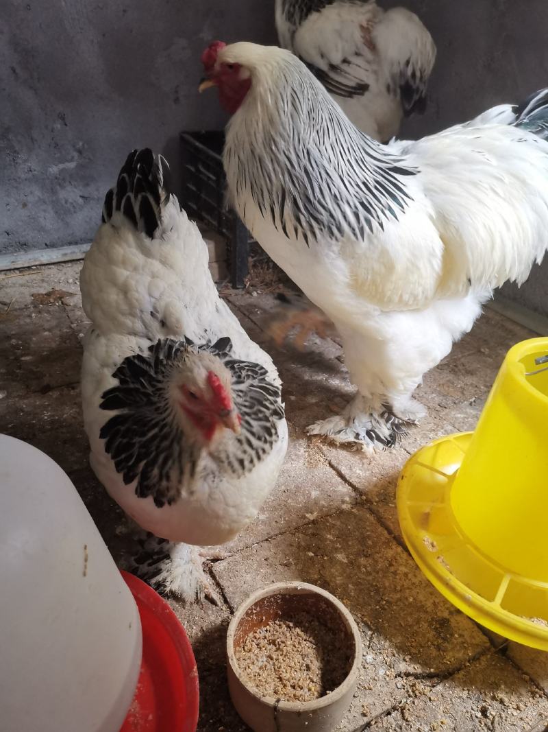 婆罗门种鸡梵天鸡种鸡开产种鸡婆罗门观赏鸡成年鸡