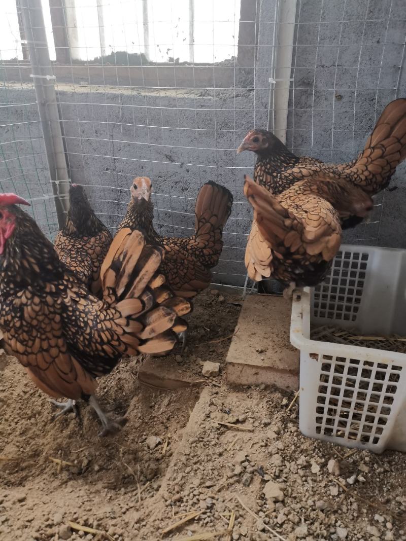 波兰观赏鸡红波兰观赏鸡种鸡青年鸡鸡苗种蛋活体波兰