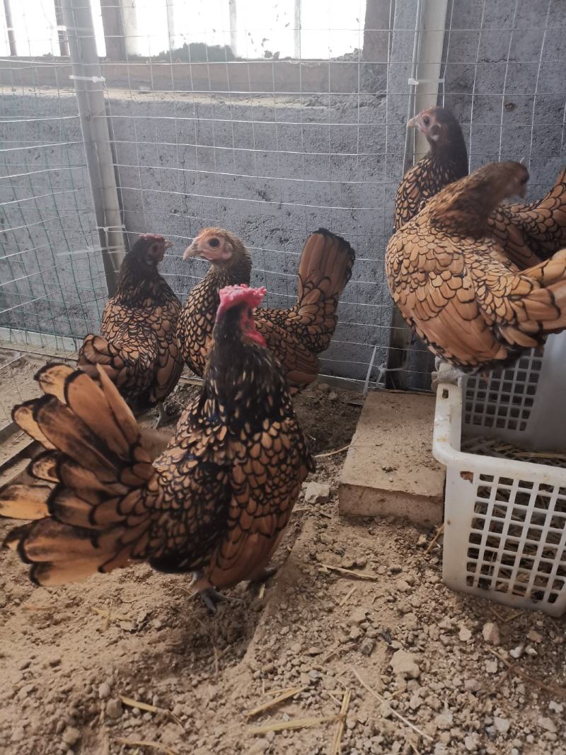 波兰观赏鸡红波兰观赏鸡种鸡青年鸡鸡苗种蛋活体波兰