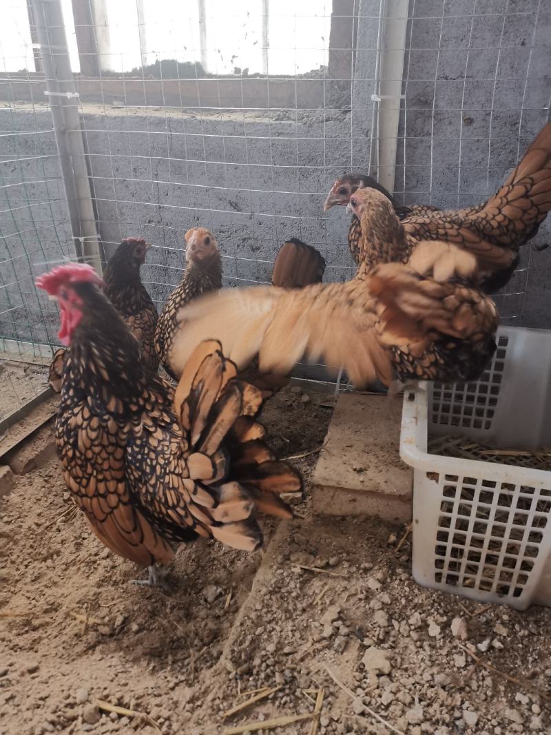 波兰观赏鸡红波兰观赏鸡种鸡青年鸡鸡苗种蛋活体波兰