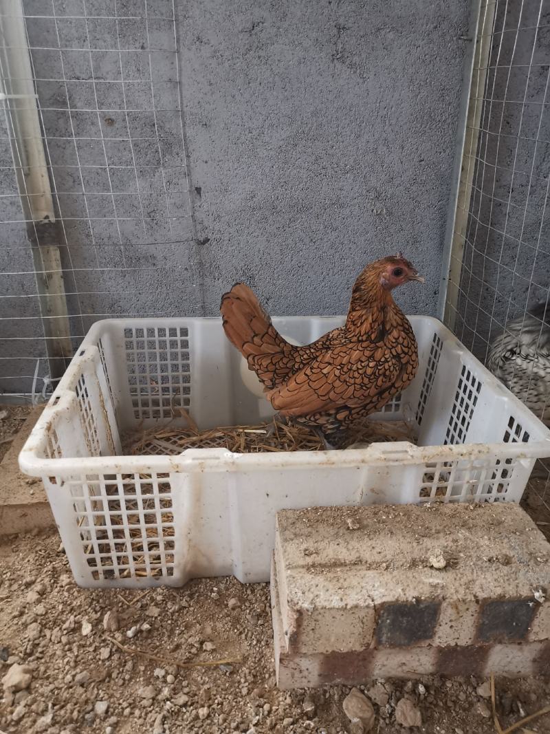 波兰观赏鸡红波兰观赏鸡种鸡青年鸡鸡苗种蛋活体波兰