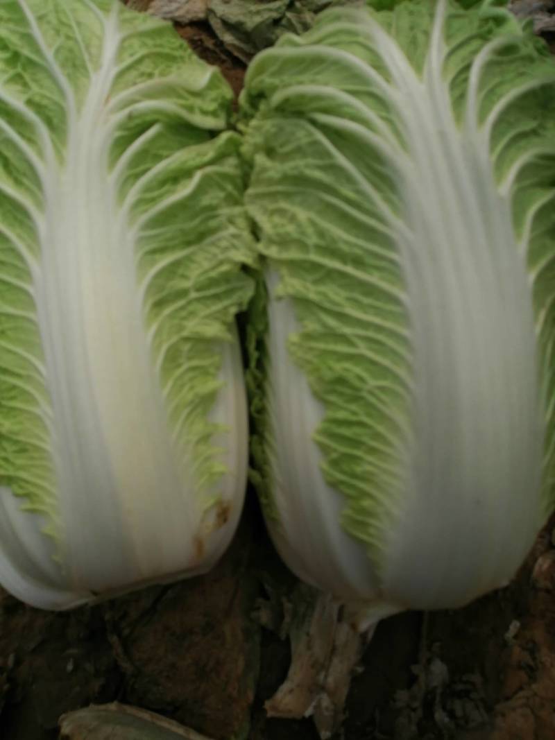 黄心白菜，玲珑黄白菜，精品白菜