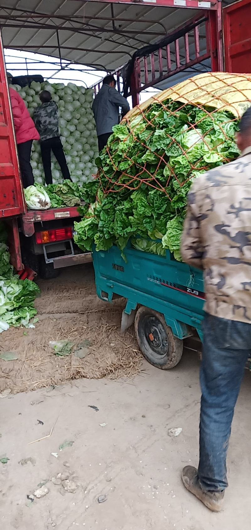 夏阳白白菜上市了，质量好，价格优，走商超市场供用半毛菜