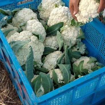 精品有机青根白面菜花基地