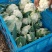 精品有机青根白面菜花基地