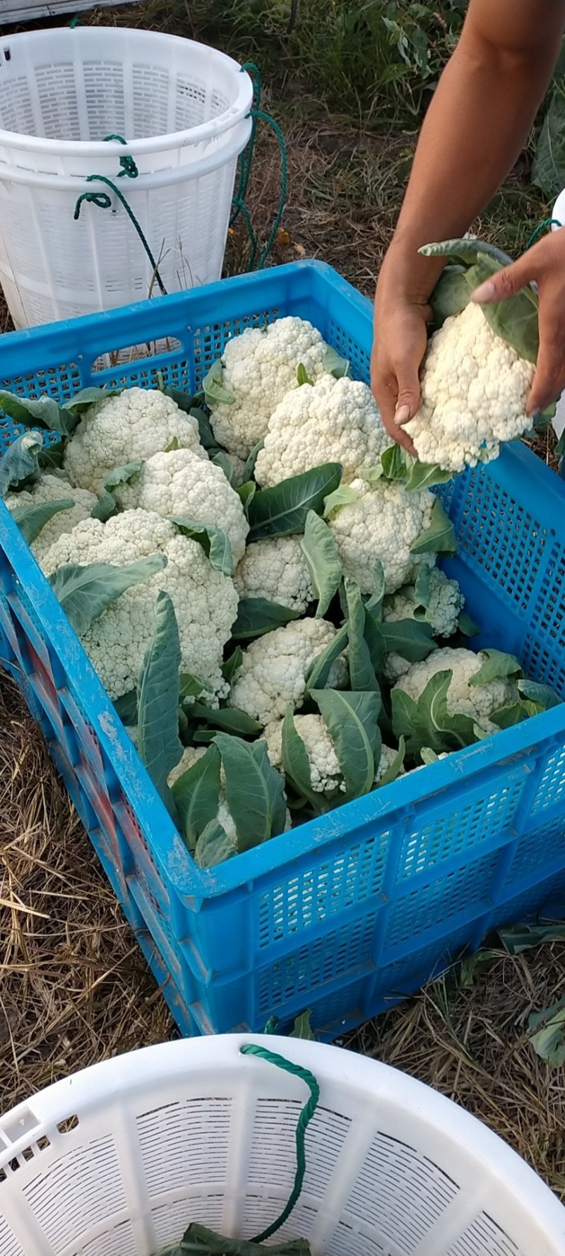 精品有机青根白面菜花基地