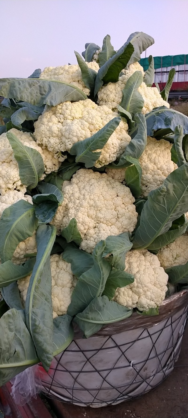 精品有机青根白面菜花基地