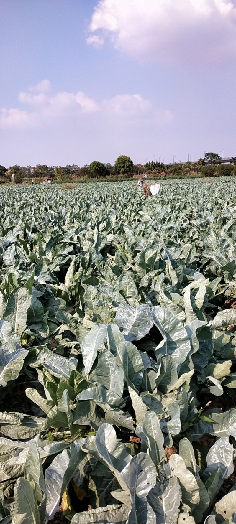 精品有机青根白面菜花基地