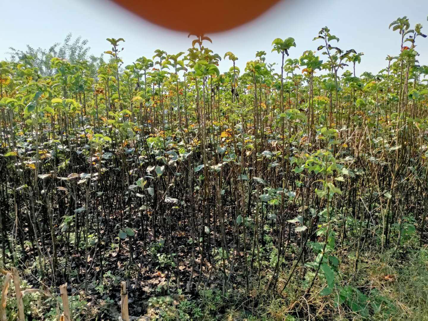 冰糖白梨果园种植场景,展示整齐排列的果树与成熟果实 冰糖白梨果园种植场景