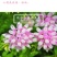 小冠花种子多年生牧草花卉多变绣球花种籽园林绿化护坡固土地