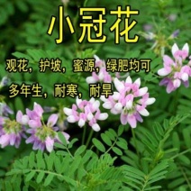 小冠花种子多年生牧草花卉多变绣球花种籽园林绿化护坡固土地