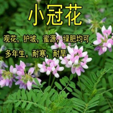 小冠花种子多年生牧草花卉多变绣球花种籽园林绿化护坡固土地
