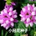 小冠花种子多年生牧草花卉多变绣球花种籽园林绿化护坡固土地
