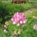 小冠花种子多年生牧草花卉多变绣球花种籽园林绿化护坡固土地