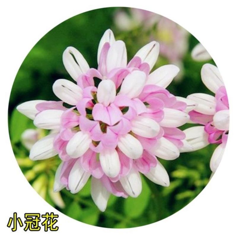 小冠花种子多年生牧草花卉多变绣球花种籽园林绿化护坡固土地