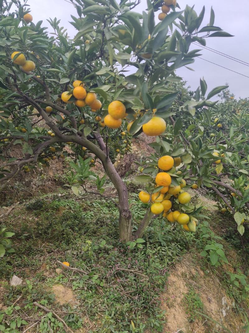 东江湖的普早怎么样价格美美的