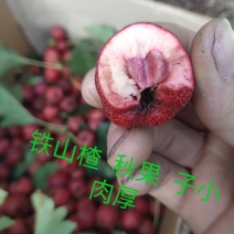 河北铁山楂，老北京糖葫芦专用山楂大量上市，