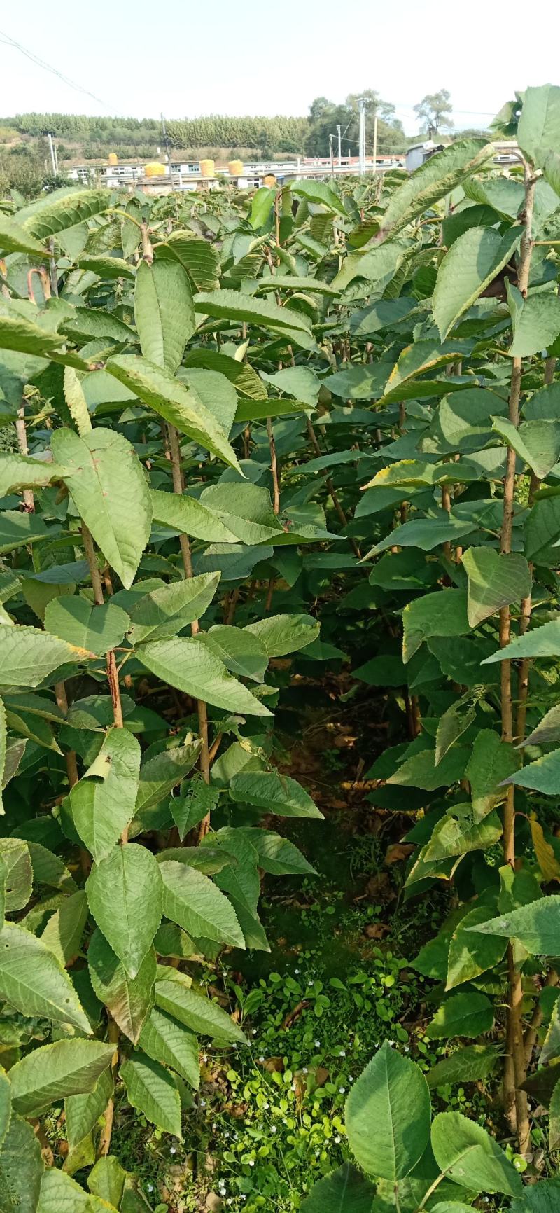 马哈力根大樱桃树苗，货真价实