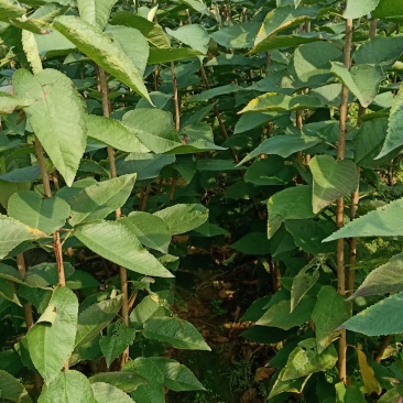 马哈力根大樱桃树苗，货真价实