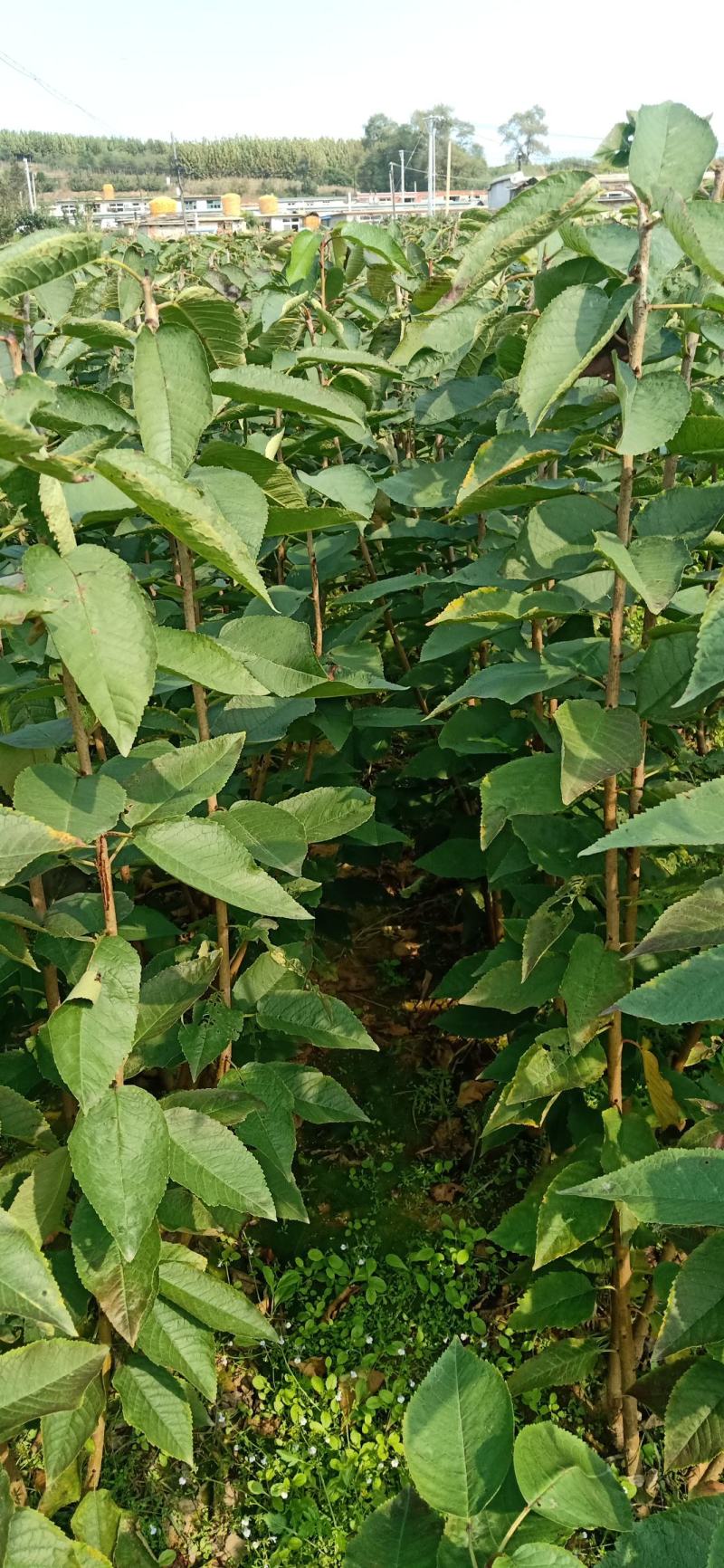 马哈力根大樱桃树苗，货真价实
