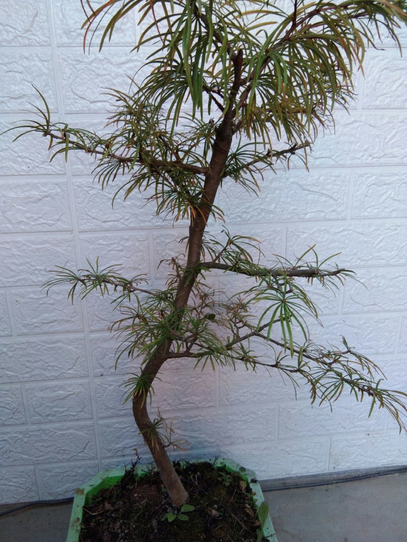 金钱松盆景造型松天然造型