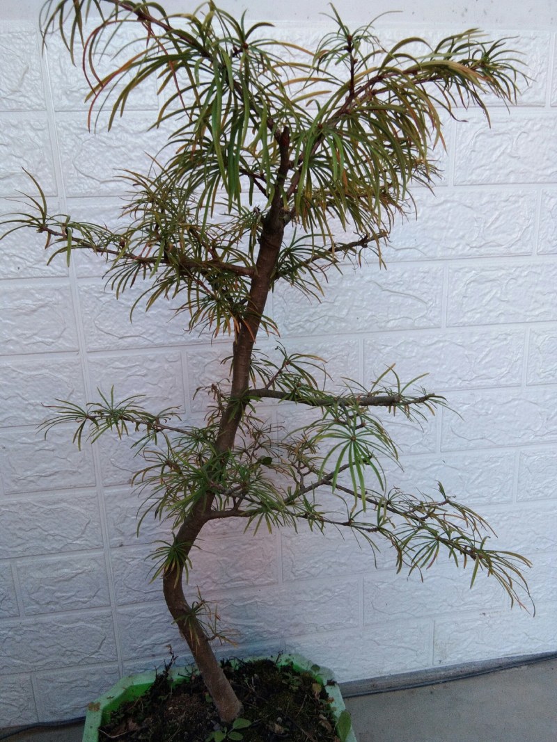 金钱松盆景造型松天然造型