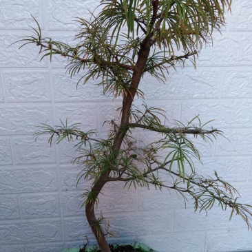 金钱松盆景造型松天然造型