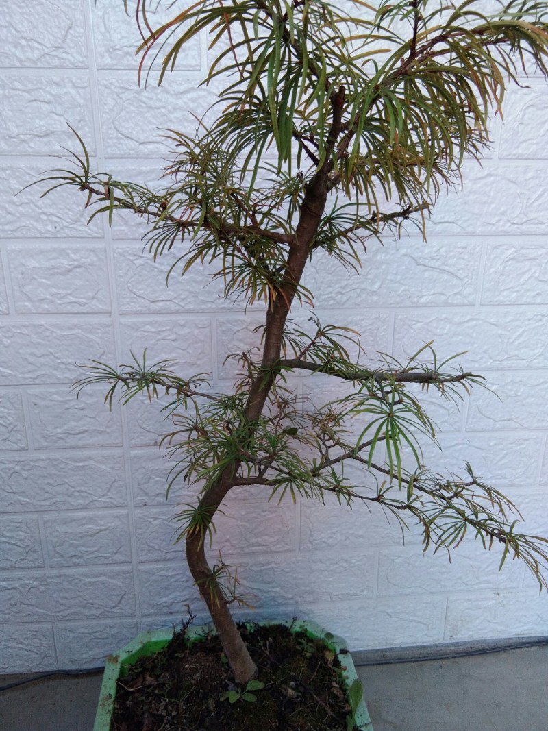 金钱松盆景造型松天然造型