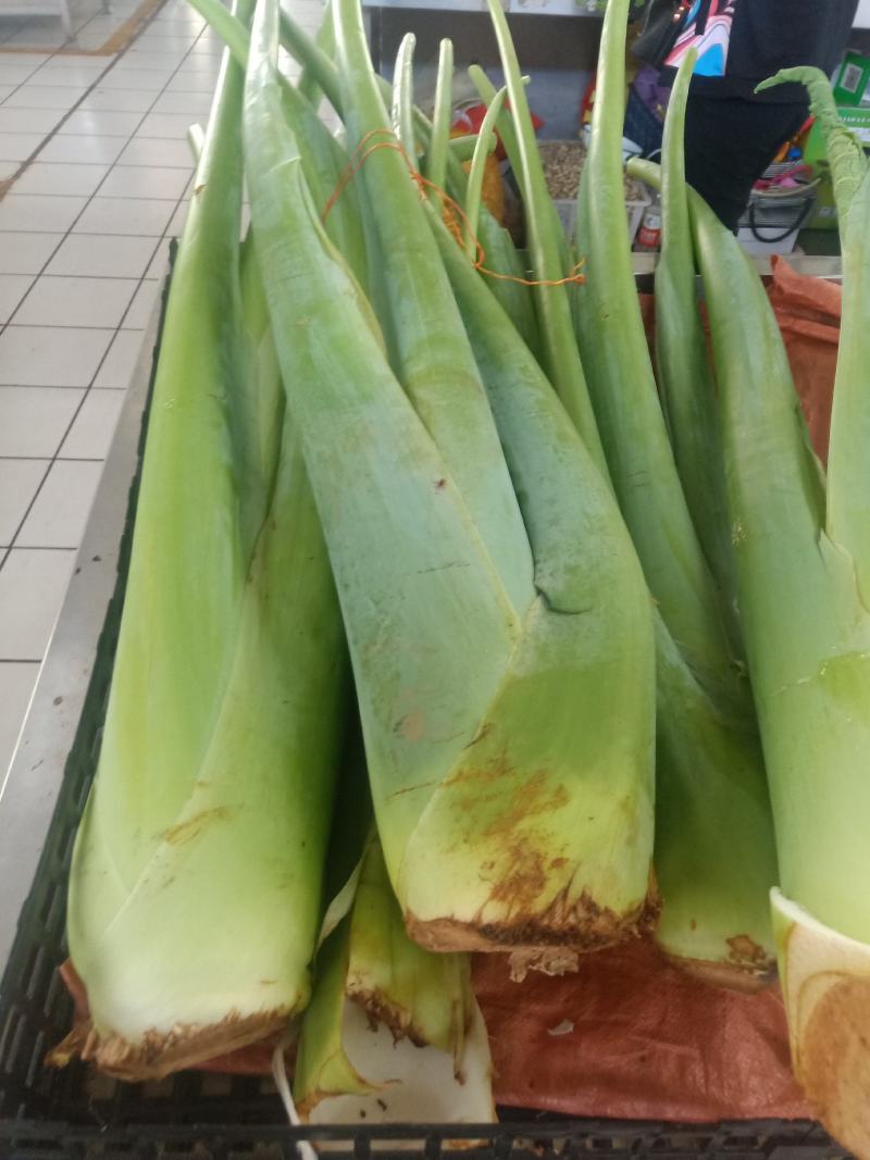 云南普洱滴水芋_芋梗