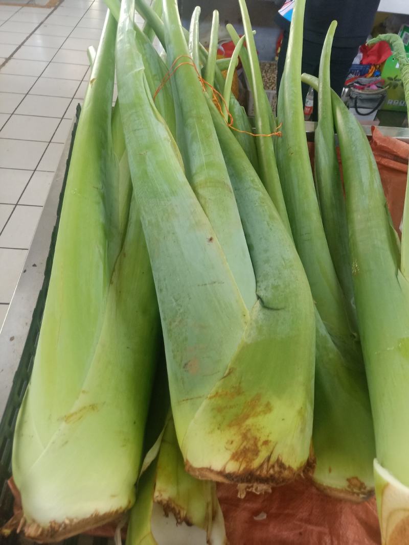 云南普洱滴水芋_芋梗