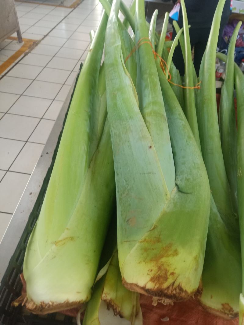 云南普洱滴水芋_芋梗