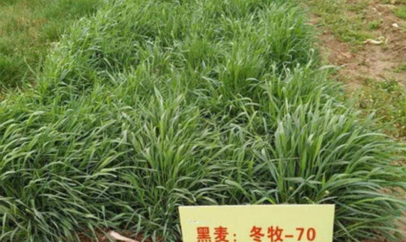 黑麦草种子耐寒黑麦草高产牛羊品种种子
