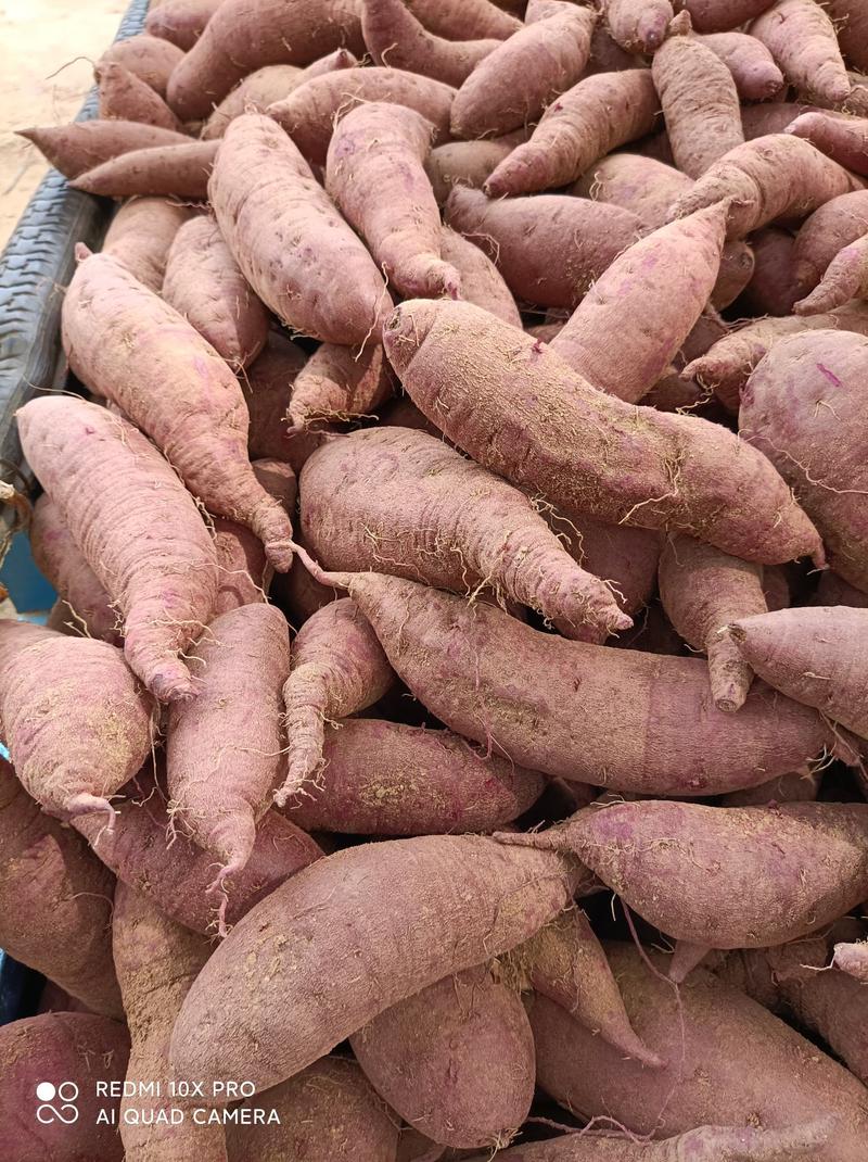 红薯紫罗兰红薯大量上市